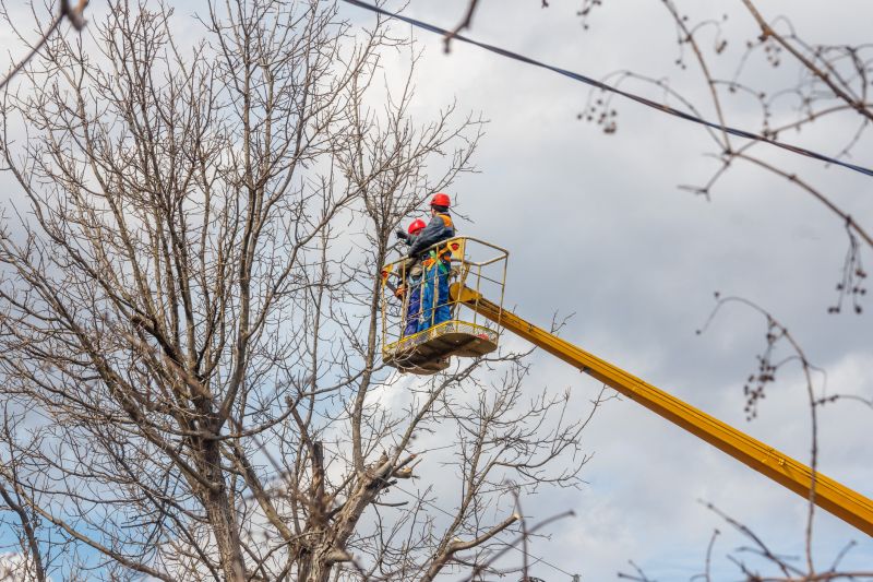 Winter Tree Pruning