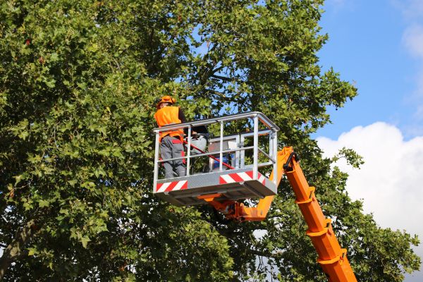 Commercial Tree Service in Draper