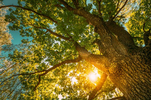 Oak Tree Pruning in Draper