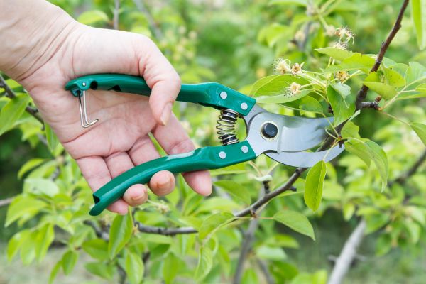 Pear Tree Pruning in Draper