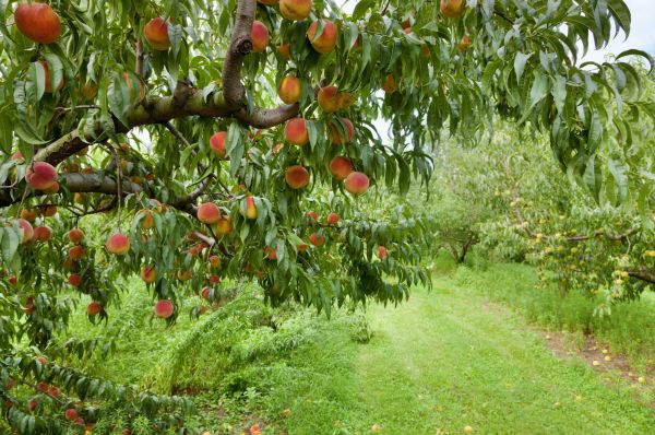 Peach Tree Pruning in Draper