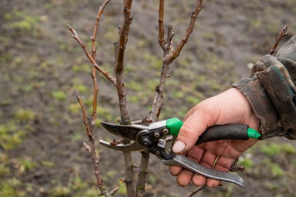 Pear Trees Pruning in Draper